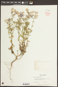 Phlox drummondii image