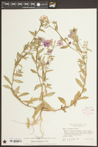 Phlox drummondii image