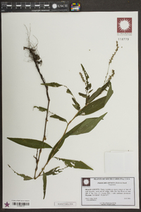 Persicaria setacea image