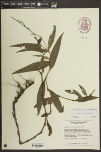 Persicaria setacea image