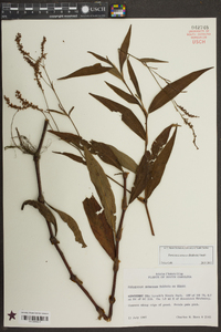 Persicaria setacea image