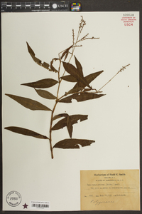 Persicaria setacea image