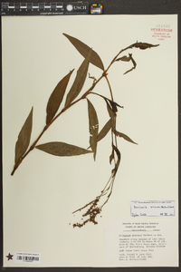 Persicaria setacea image