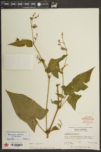 Persicaria arifolia image