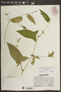 Persicaria arifolia image