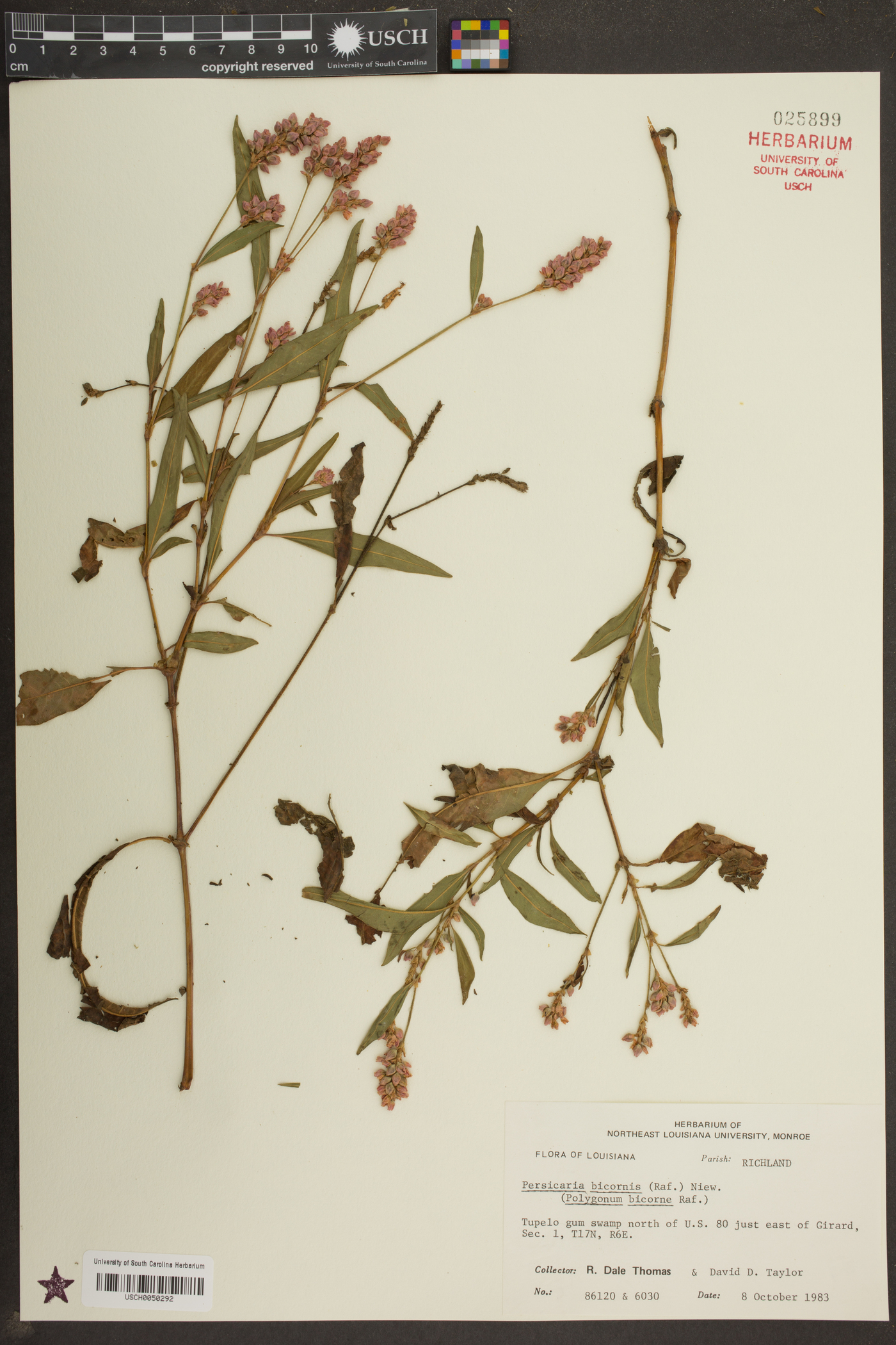 Persicaria bicornis image