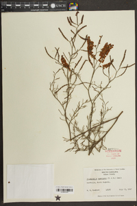 Polygonella americana image