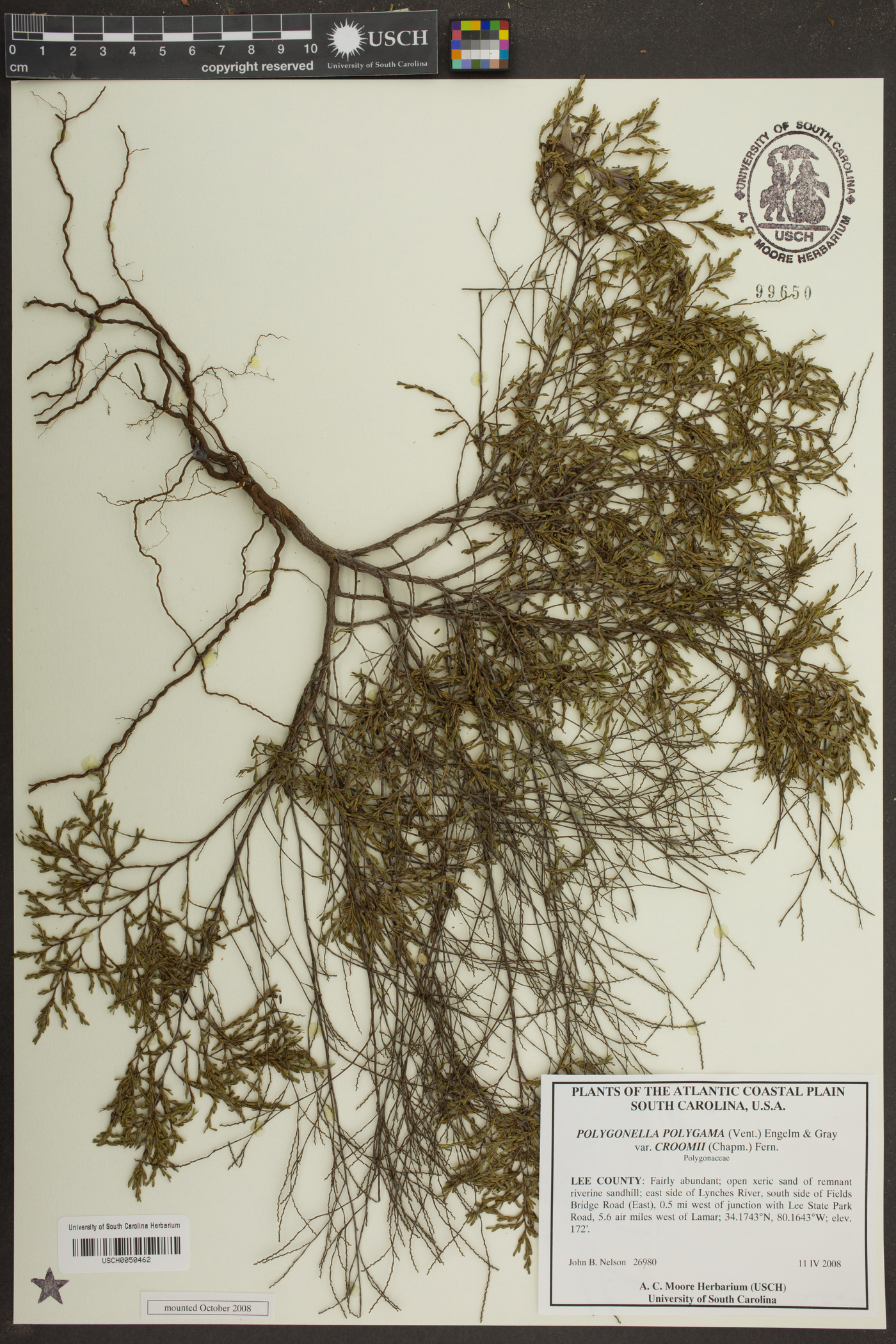 Polygonella polygama var. croomii image