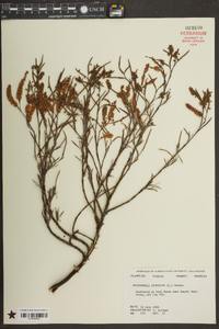 Polygonella fimbriata image