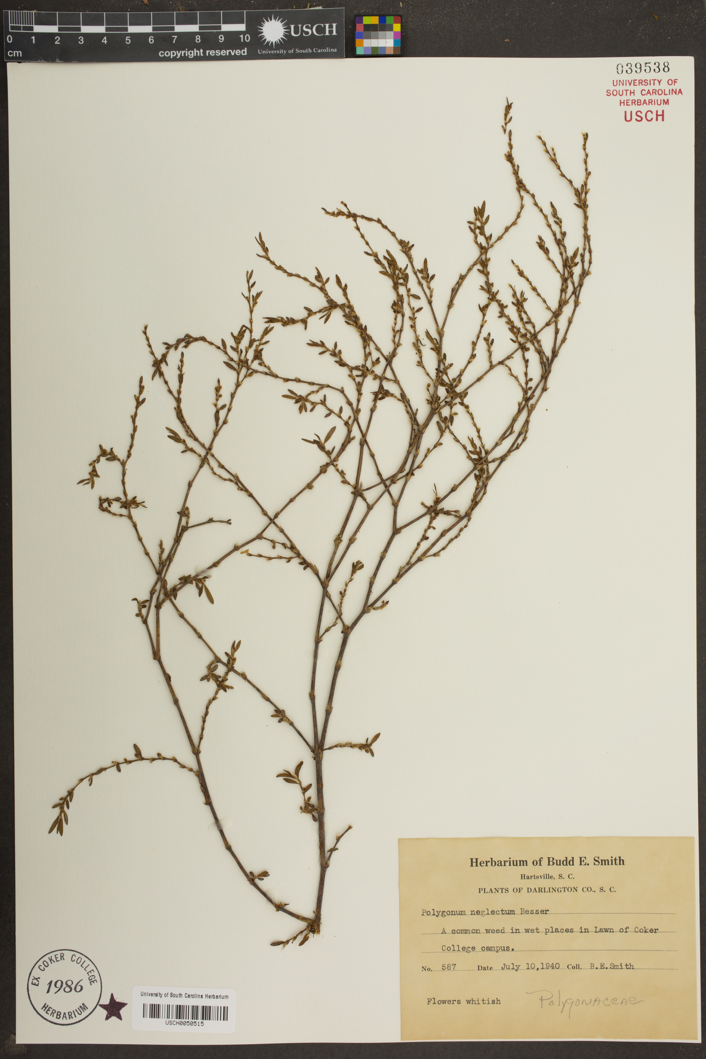 Polygonum bellardii image