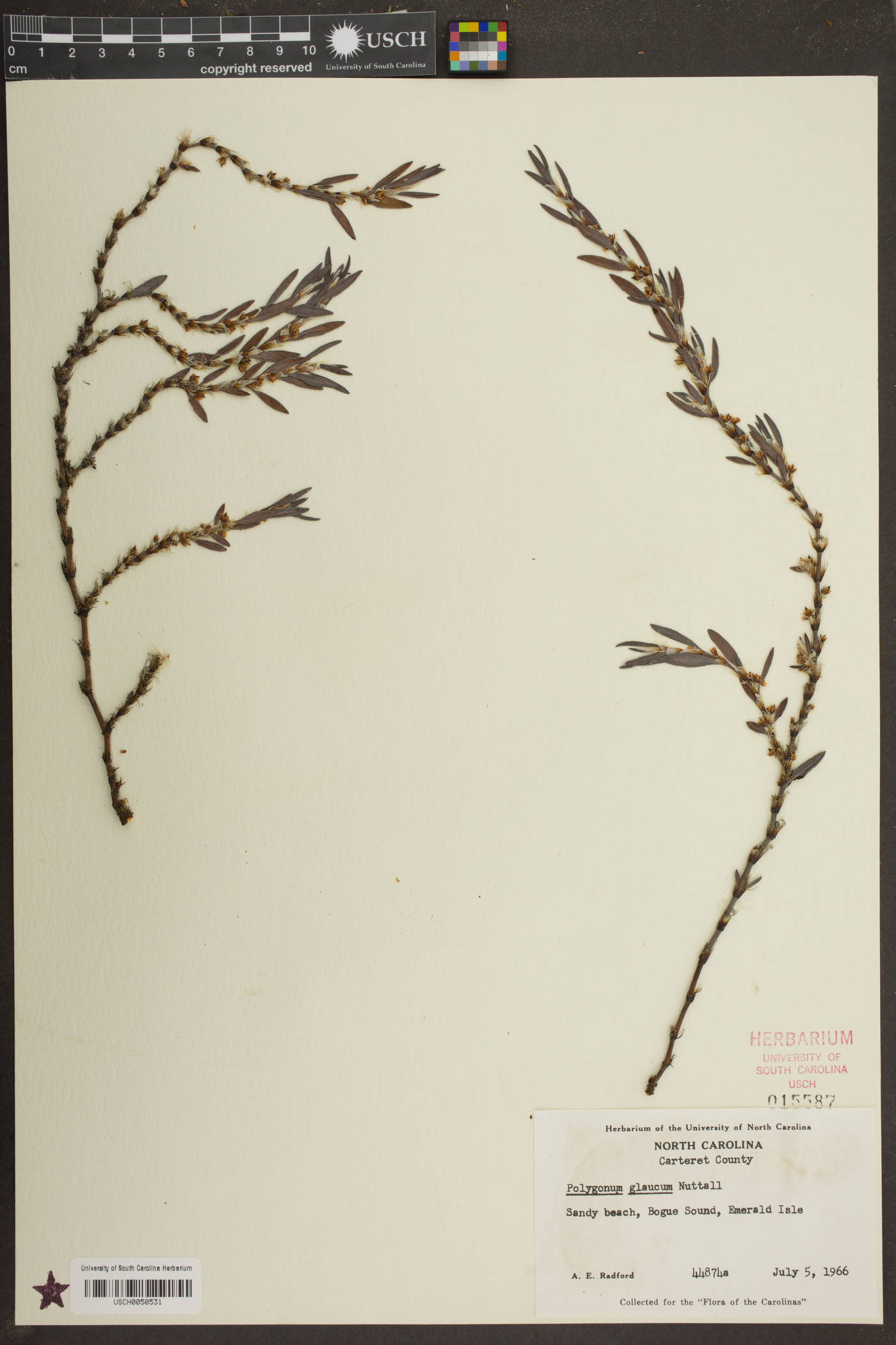Polygonum glaucum image