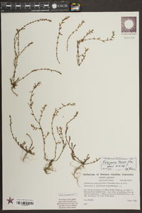 Polygonum tenue image