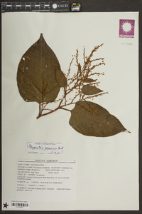 Reynoutria japonica image