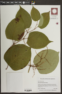 Reynoutria japonica image