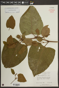 Reynoutria japonica image