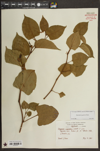 Reynoutria japonica image