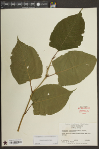 Reynoutria japonica image