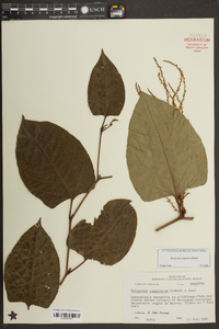 Reynoutria japonica image