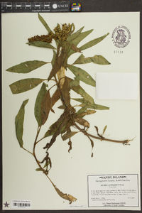 Rumex altissimus image