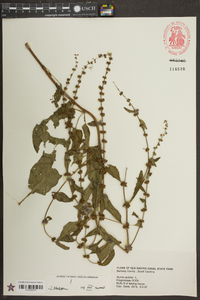 Rumex pulcher image