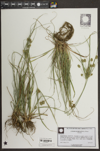 Cyperus echinatus image