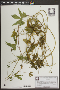 Ipomoea hederifolia image