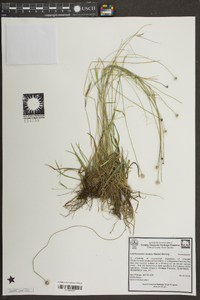 Lachnocaulon anceps image