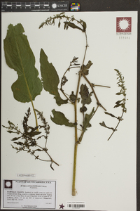 Rumex conglomeratus image