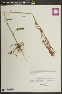 Rumex hastatulus image