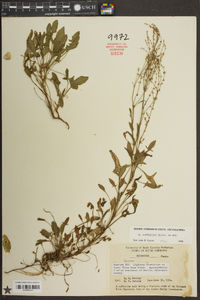 Rumex hastatulus image