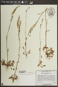 Rumex hastatulus image