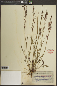 Rumex hastatulus image