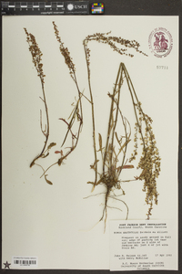 Rumex hastatulus image