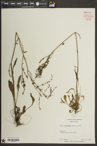 Rumex hastatulus image