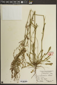 Rumex hastatulus image