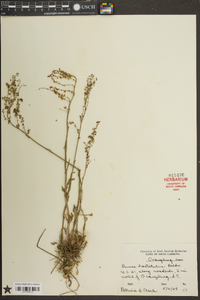 Rumex hastatulus image