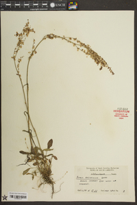 Rumex hastatulus image