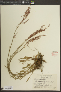 Rumex hastatulus image