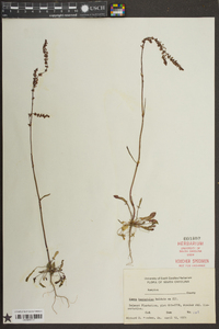 Rumex hastatulus image