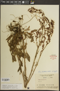 Rumex hastatulus image