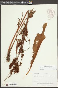 Rumex floridanus image