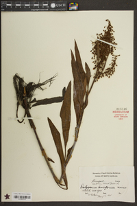 Rumex verticillatus image