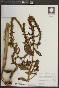 Rumex paraguayensis image