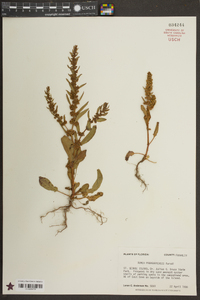 Rumex paraguayensis image