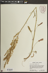 Rumex hastatulus image