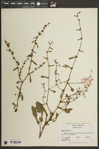 Rumex pulcher image