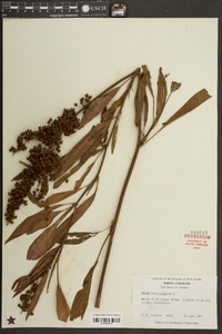 Rumex verticillatus image