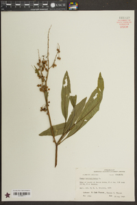 Rumex verticillatus image