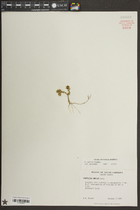 Portulaca amilis image