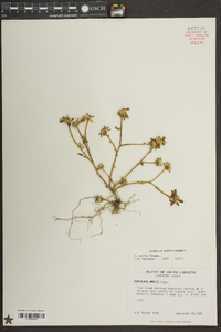 Portulaca amilis image